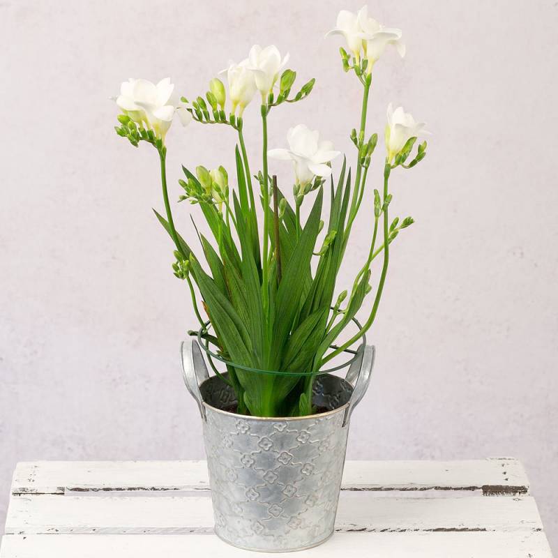 Freesia Plant In Zinc Pot
