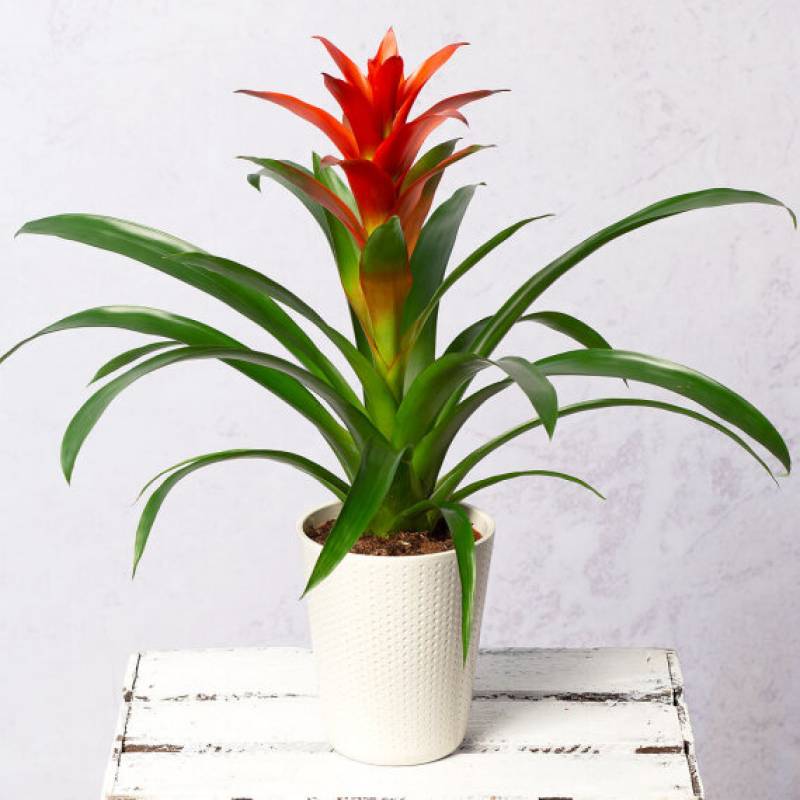 Guzmania Plant