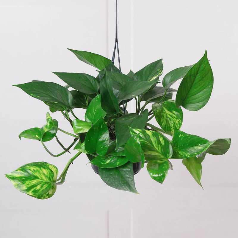 Devil's Ivy Hanging Plant