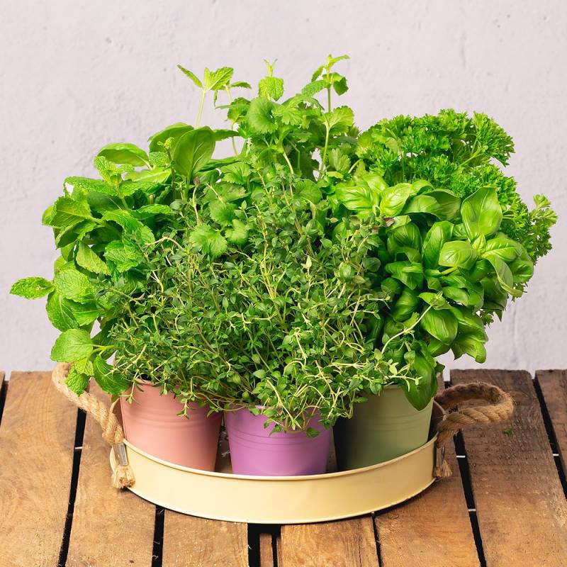 Grow Your Own Herb Garden