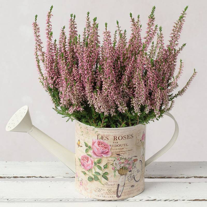 Heather in Watering Can