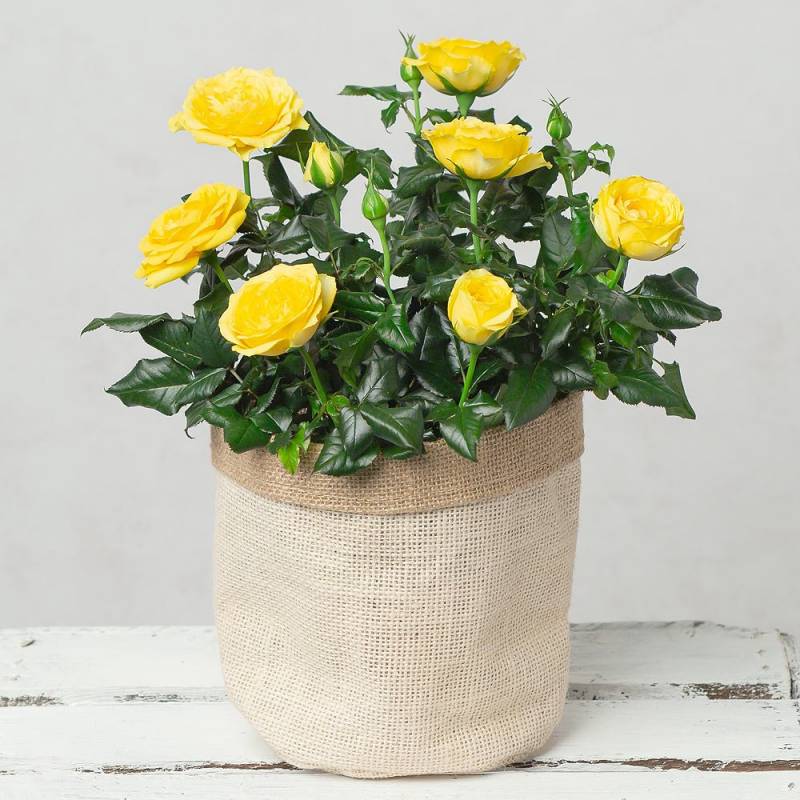 Yellow Rose in Hessian Pot
