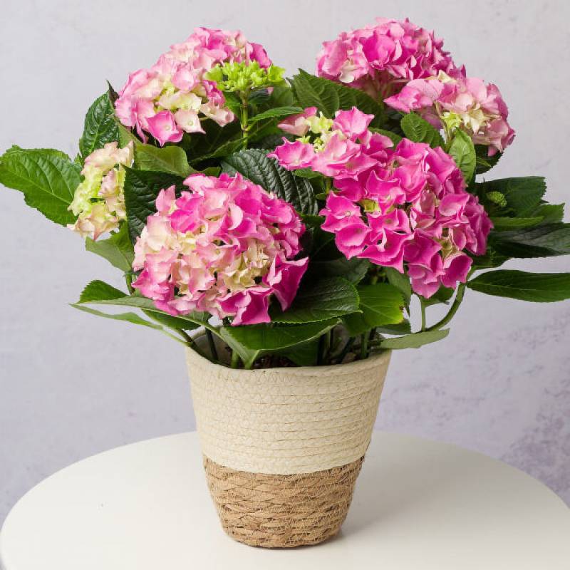 Beautiful Hydrangea