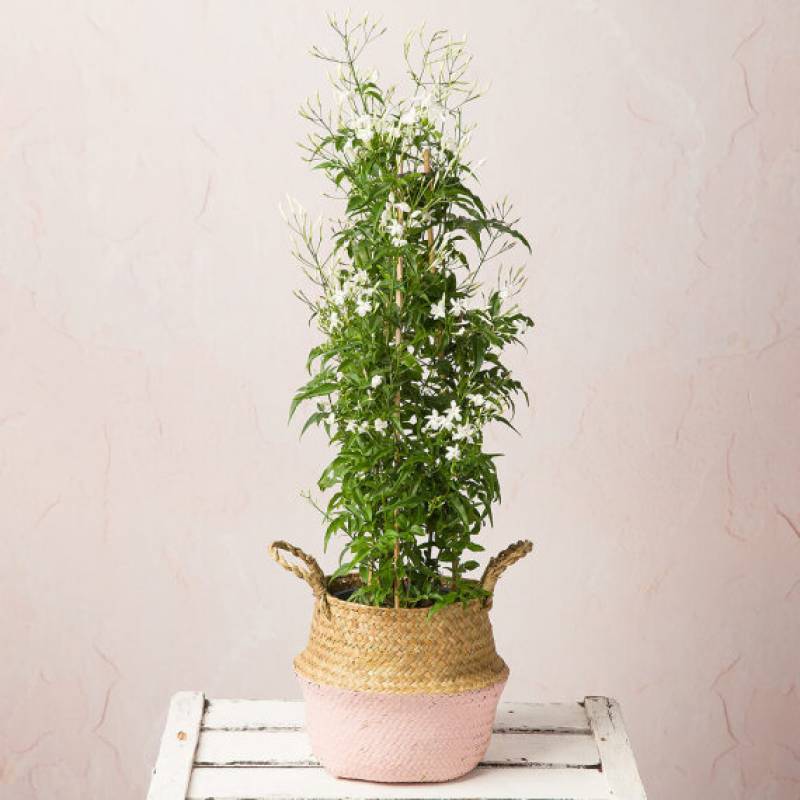 Tall Scented Jasmine Plant