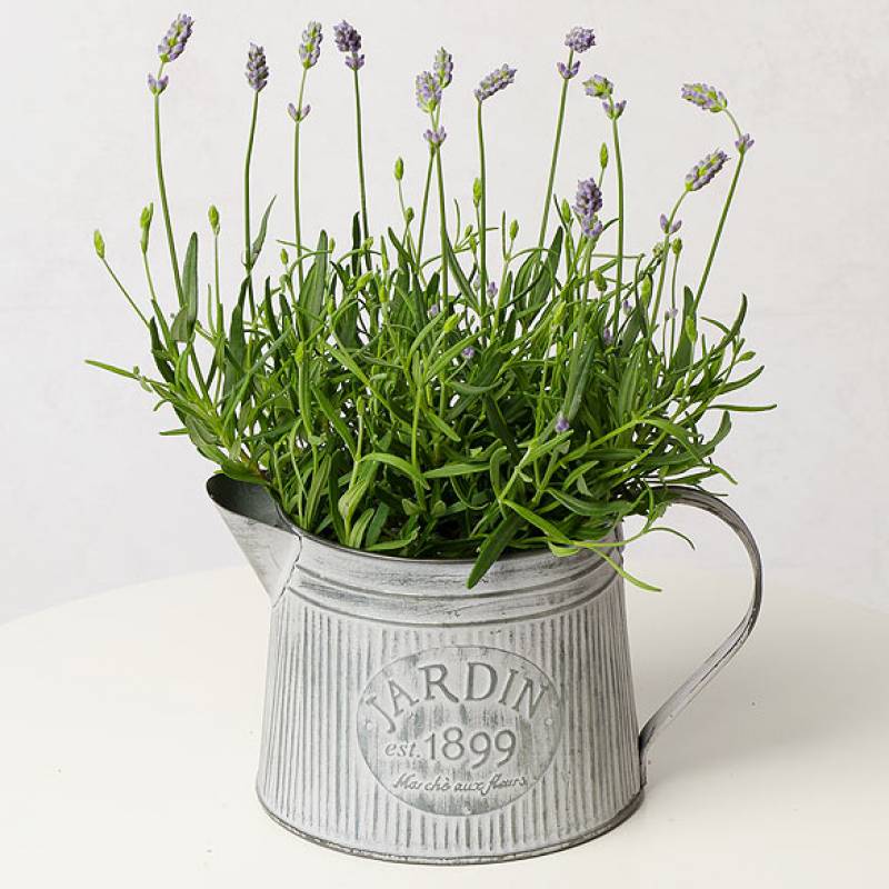 Lavender Plant in Zinc Jug