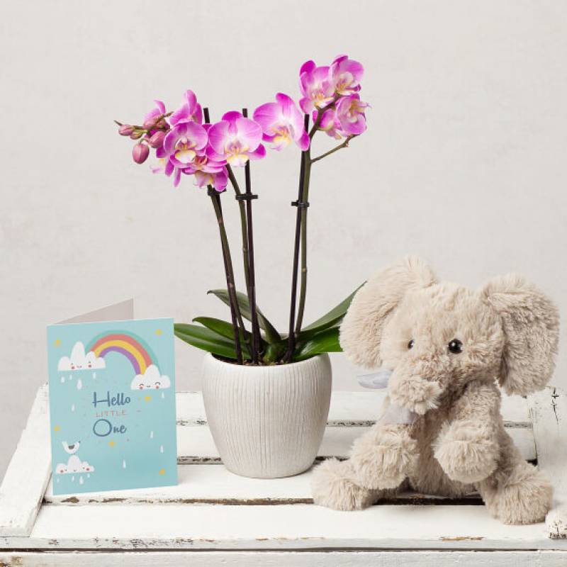 Phalaenopsis Baby Gift