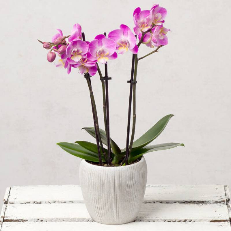 Phalaenopsis Orchid