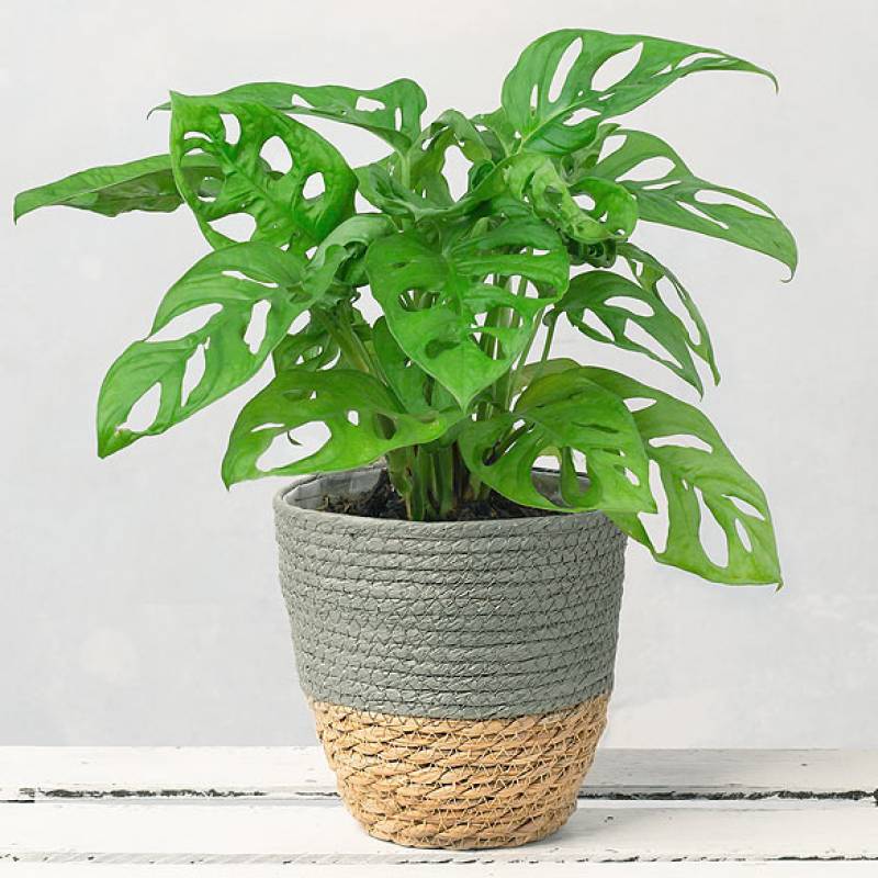 Mini Monstera Plant