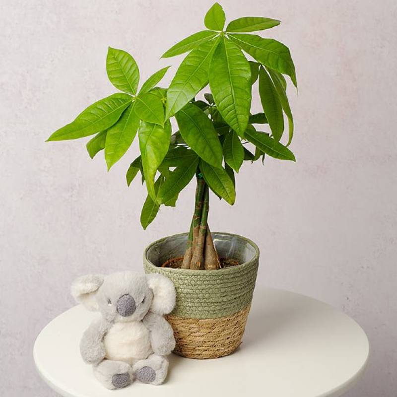 New Baby Money Plant Gift