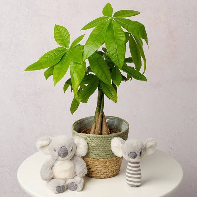 New Baby Koala Gift Set