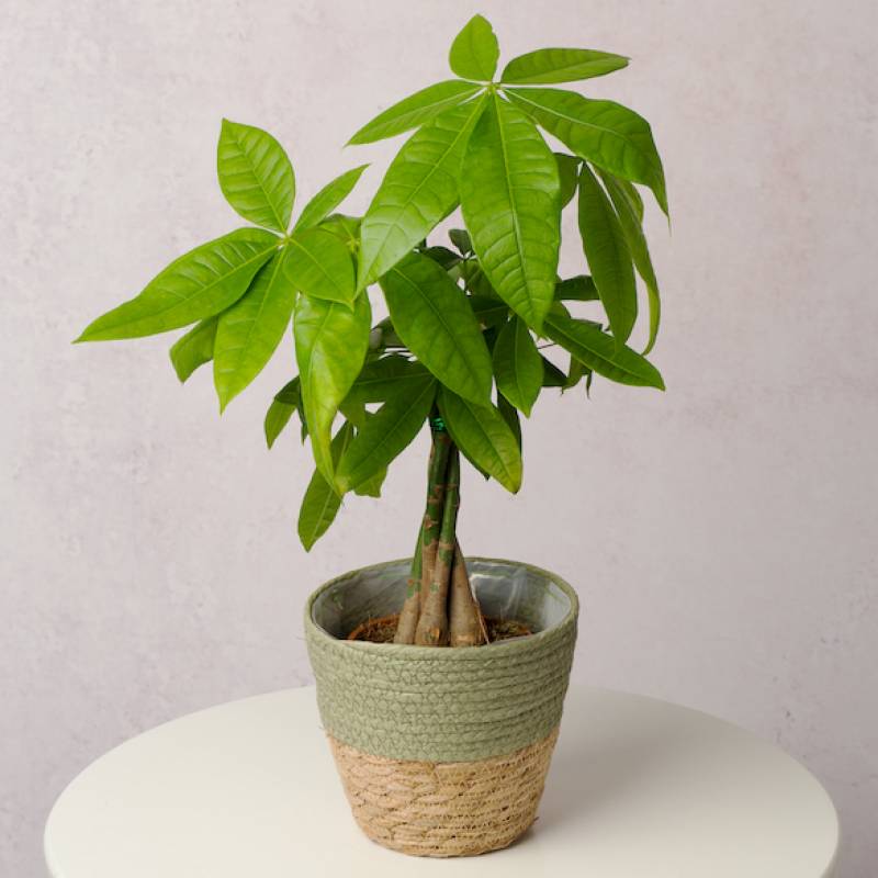 Mini Money Tree