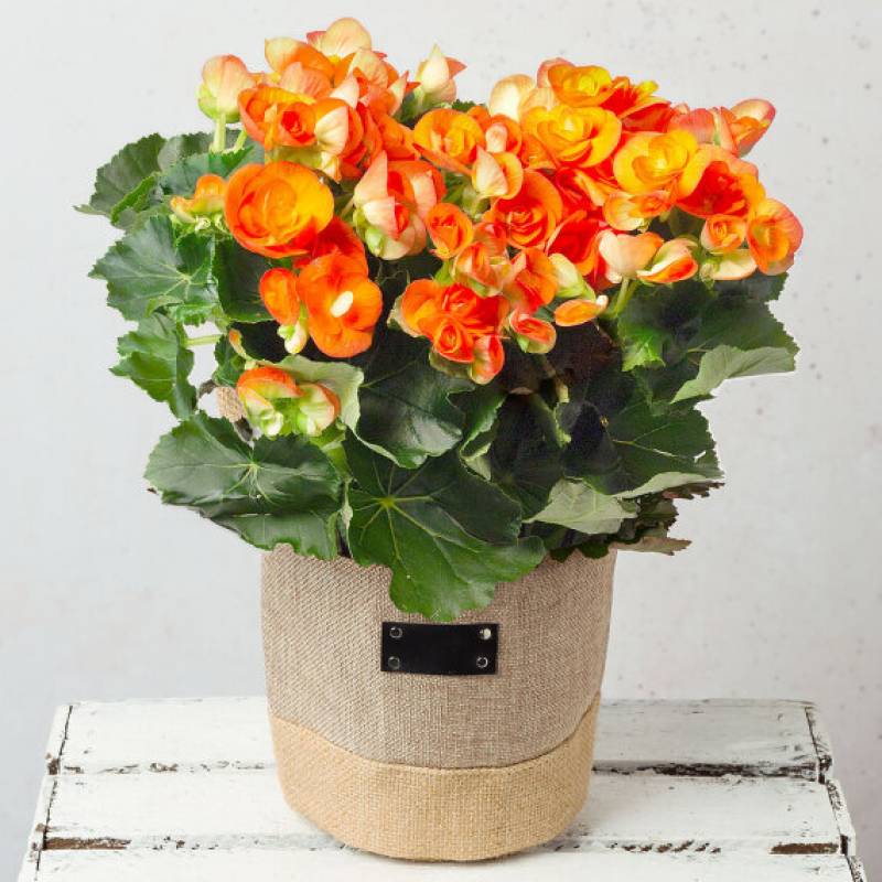Orange Begonia
