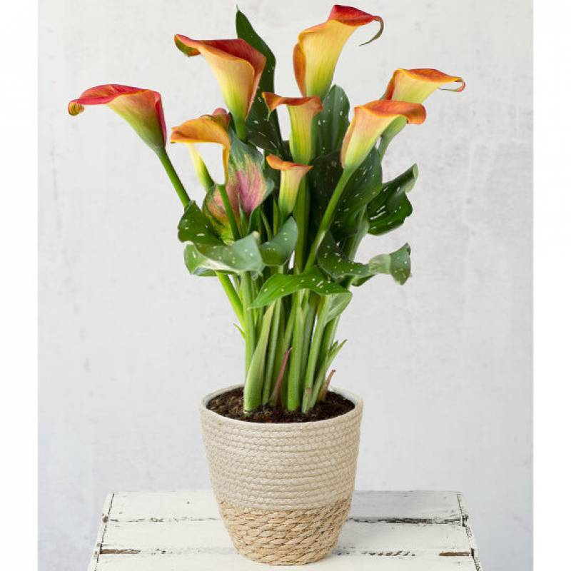 Orange Calla Lily
