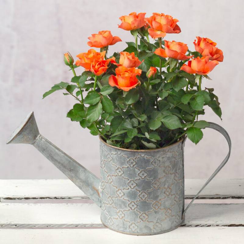 Orange Rose in Watering Can