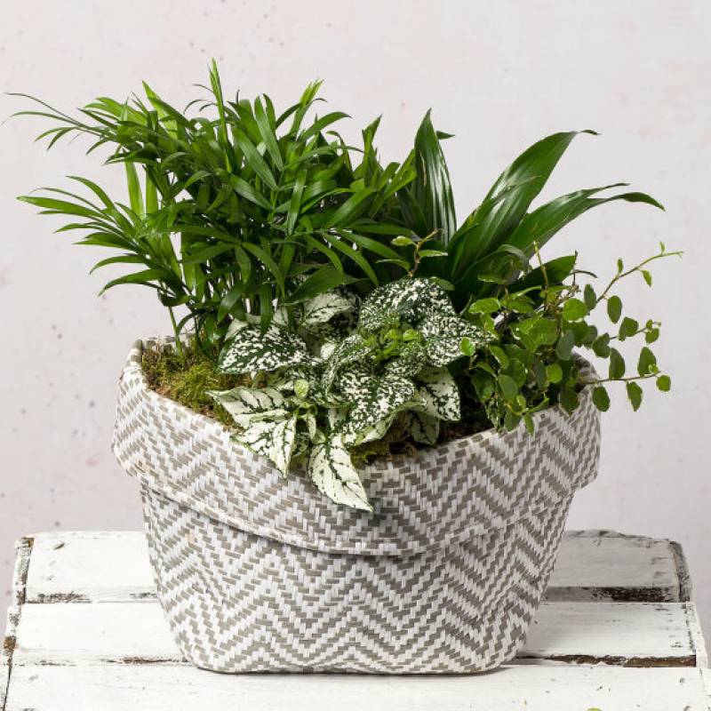 Air Purifying Planter