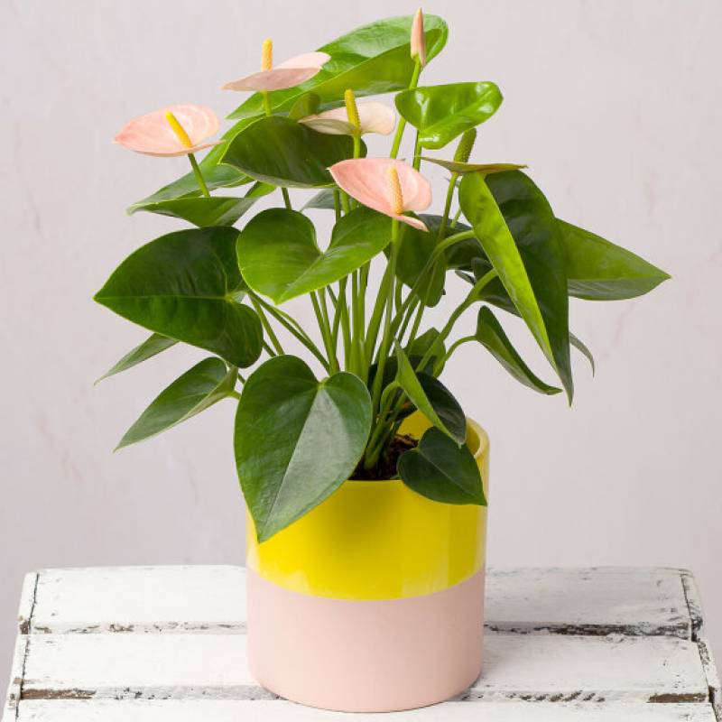Pink Anthurium in Sunny Pot