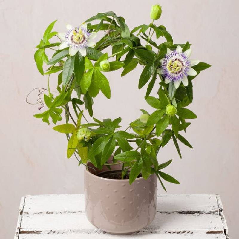 Passion Flower Plant