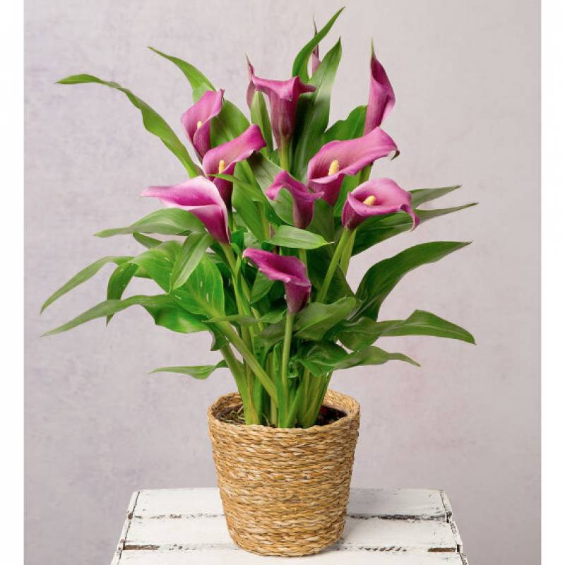 Purple Calla Lily in Seagrass Pot 