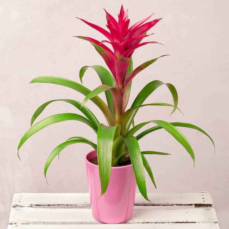 Pink Guzmania
