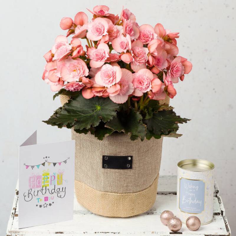 Pink Begonia Happy Birthday Gift