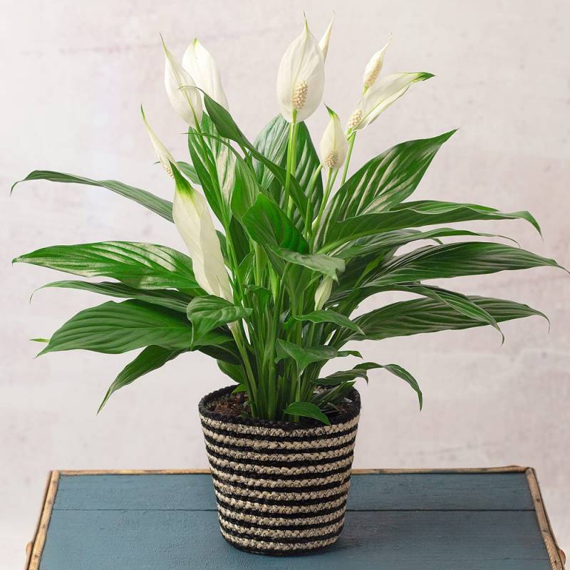 Peace Lily in Jute Pot