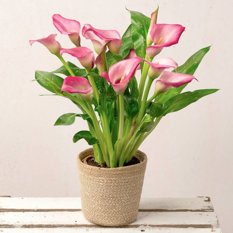Pink Calla Lily Plant