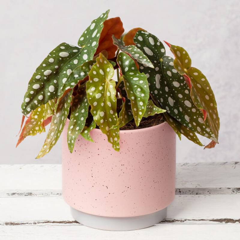 Polka Dot Begonia