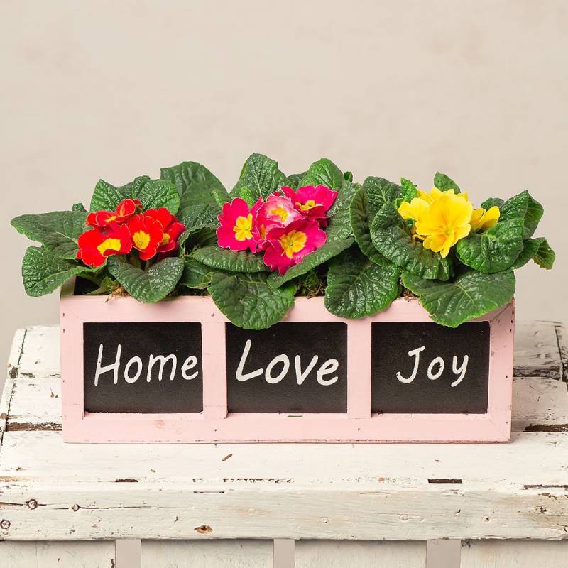 Spring Primula Trio