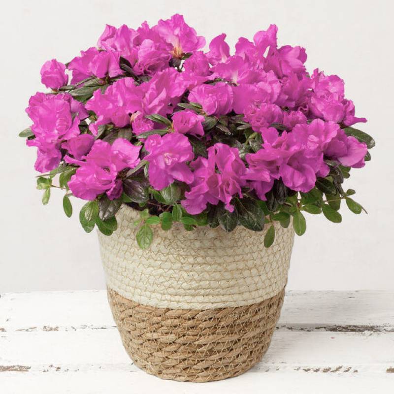 Purple Azalea