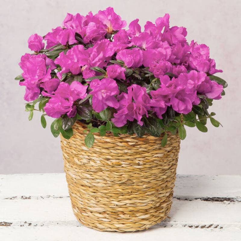 Purple Azalea in Jute Pot