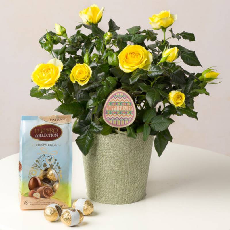 Yellow Rose Easter Gift