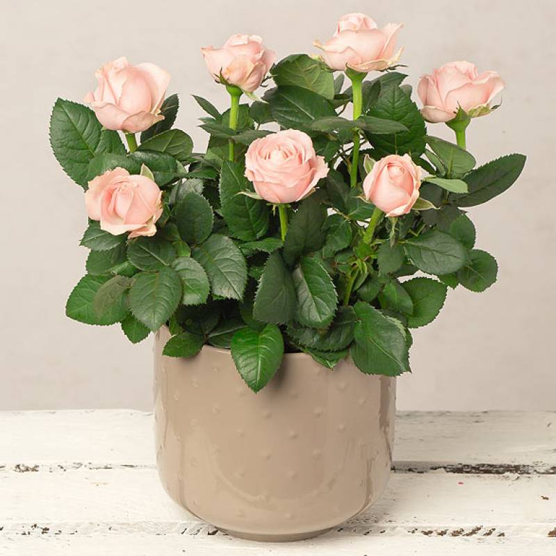 Pink Rose in Grey Ceramic Pot
