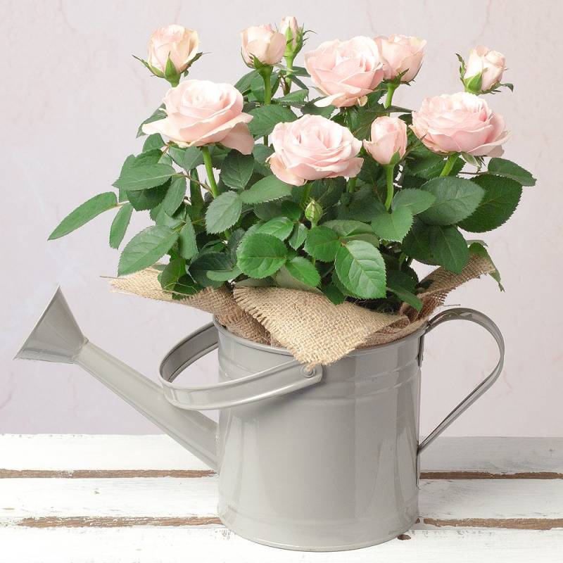 Pink Rose in Watering Can Funky Hampers