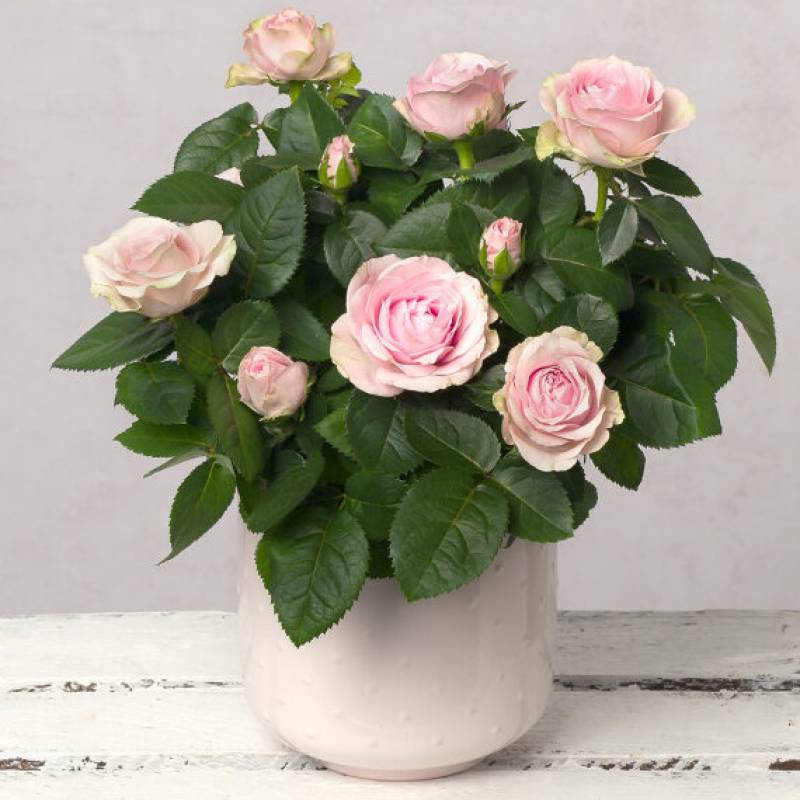 Pink Rose in Ceramic Pot 