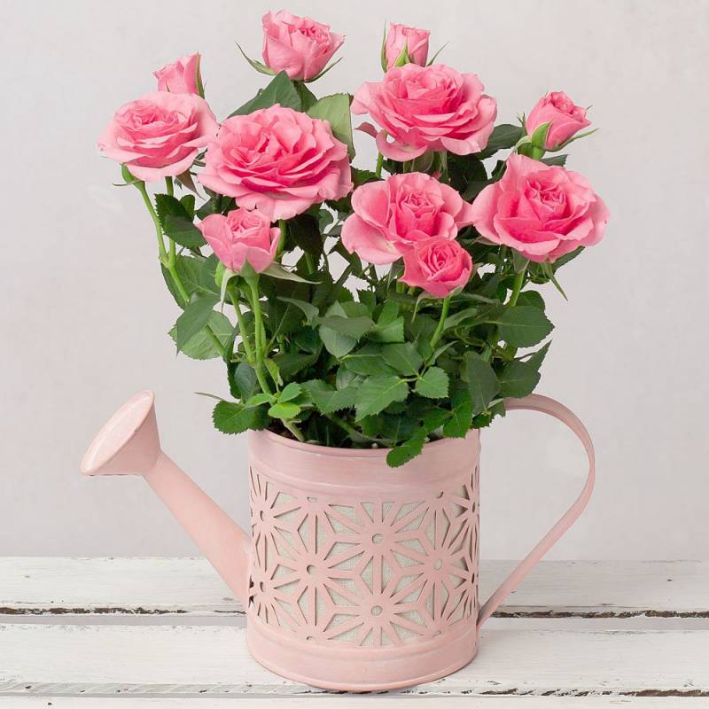 Pink Rose in Pink Watering Can