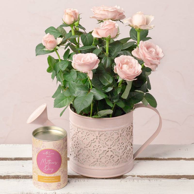 Mother's Day Rose Gift