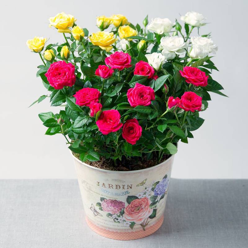 Summer Rose Planter