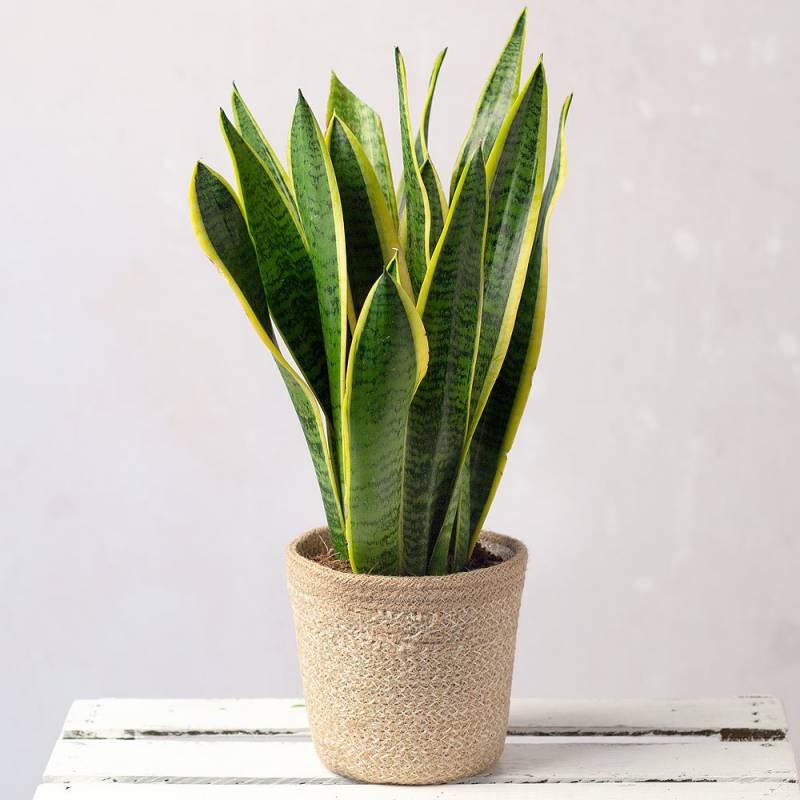 Snake Plant in Jute Pot