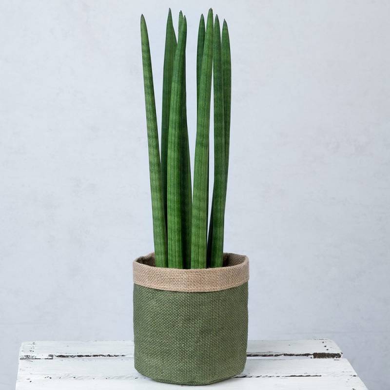 Cylindrical Snake Plant
