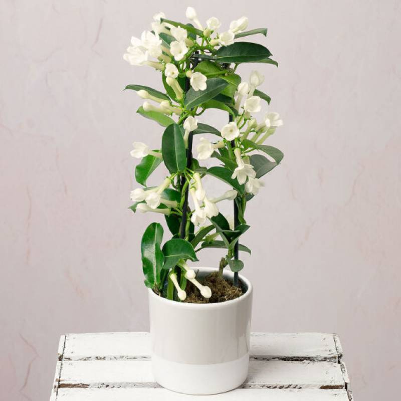 Madagascar Jasmine Plant