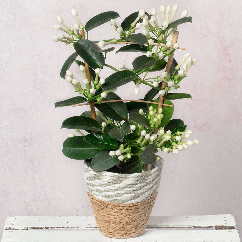White Stephanotis