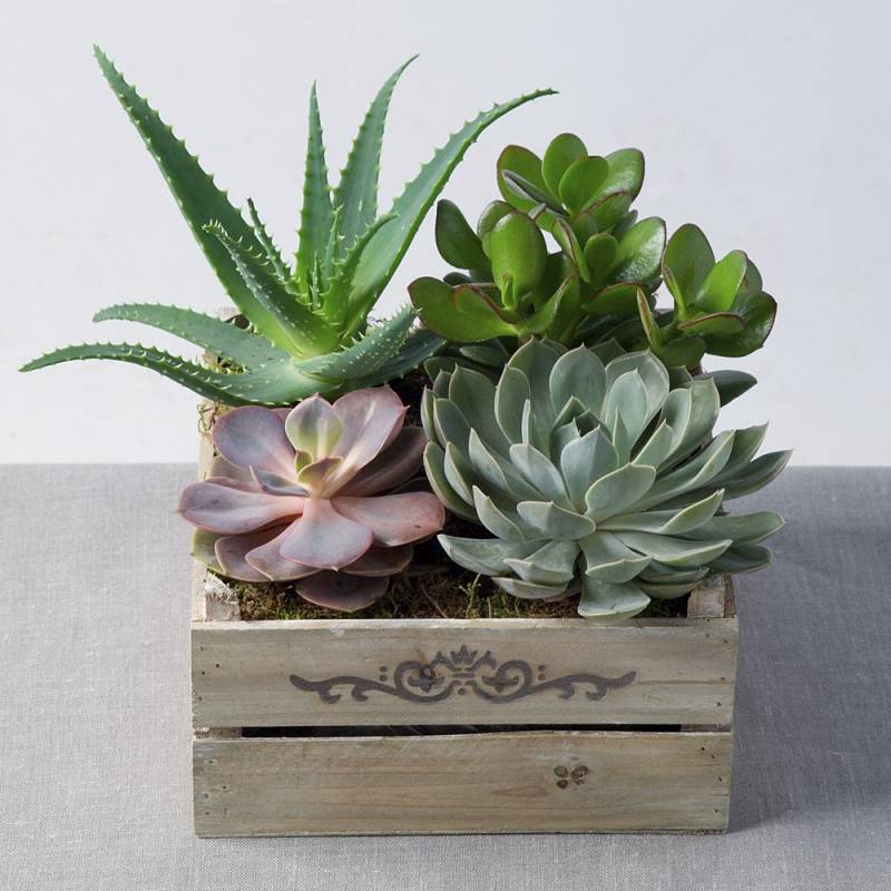 Mixed Succulents in Crate
