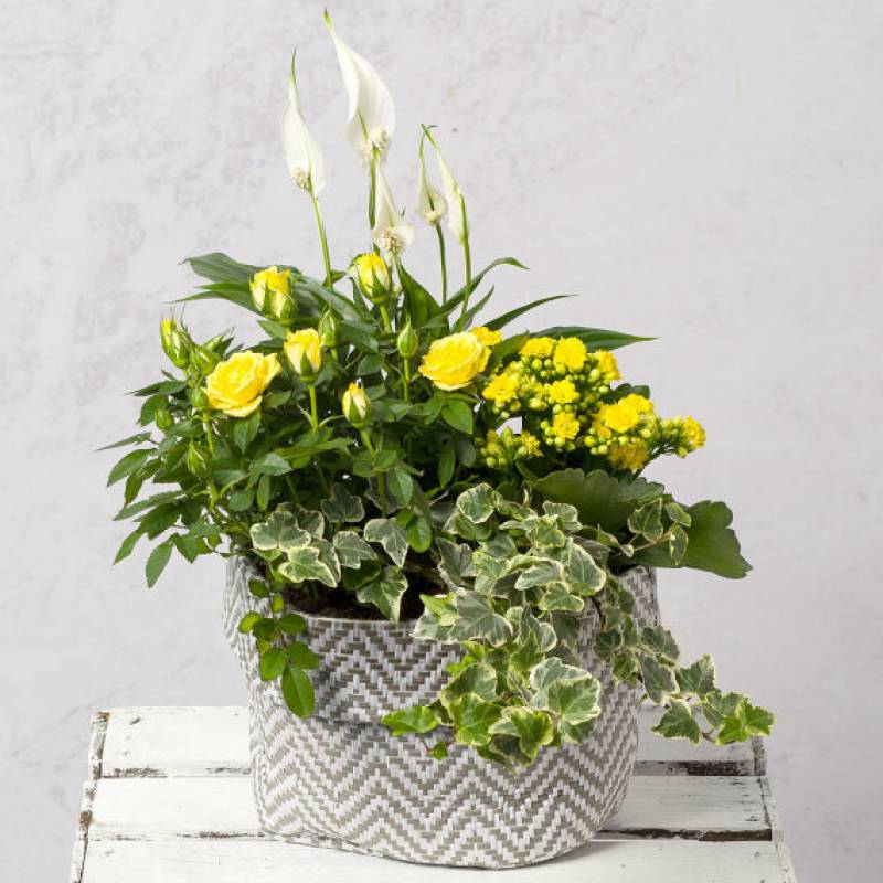 Summer Sun  Planter