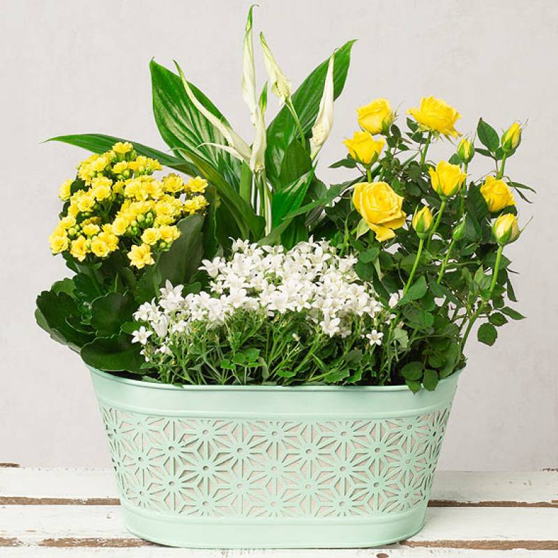 Sunshine Planter