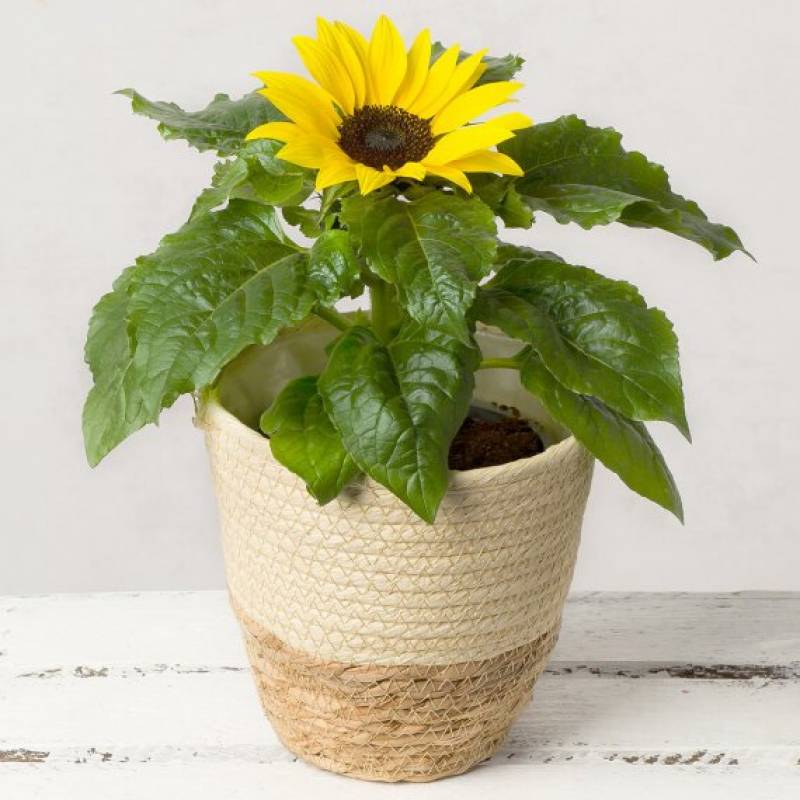 Sunflower in Jute Pot