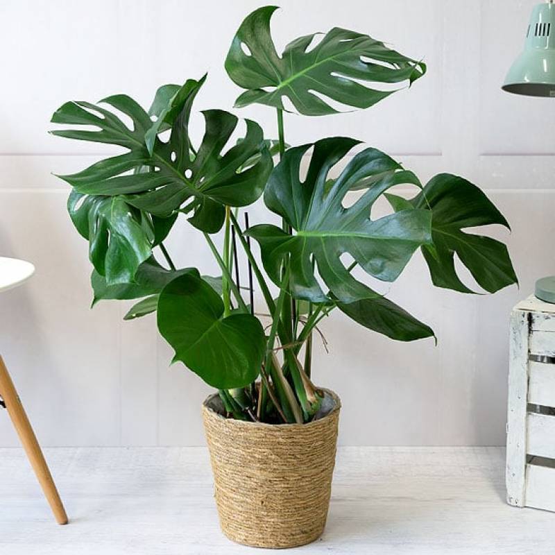 Large Monstera Plant