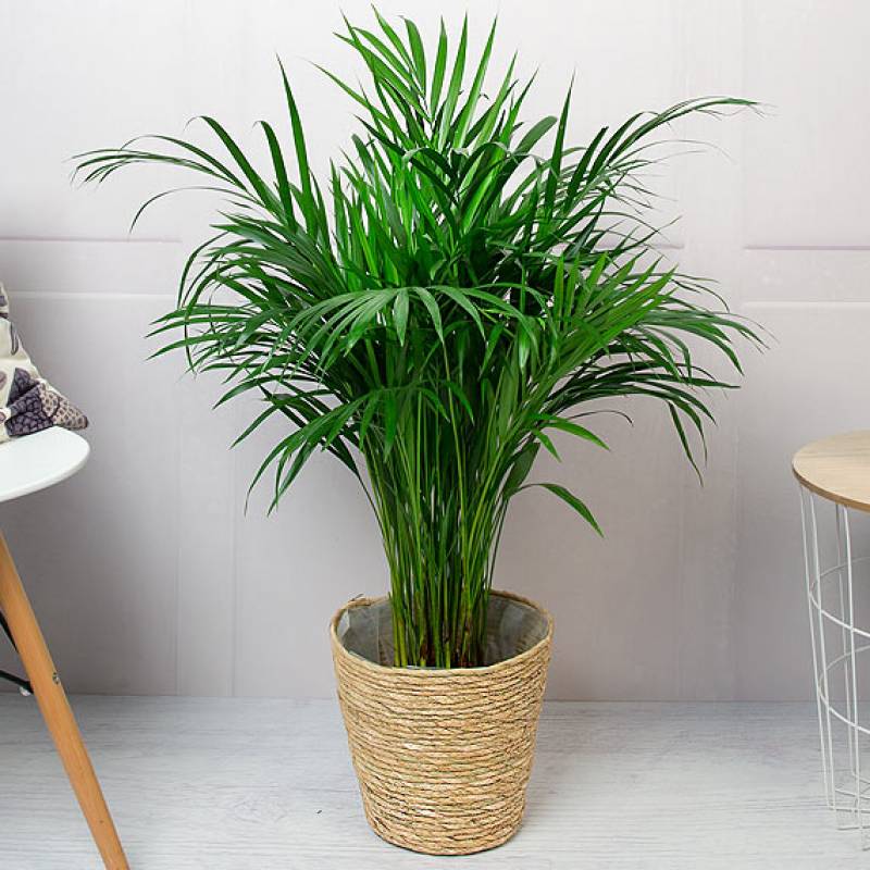 Areca Palm Plant