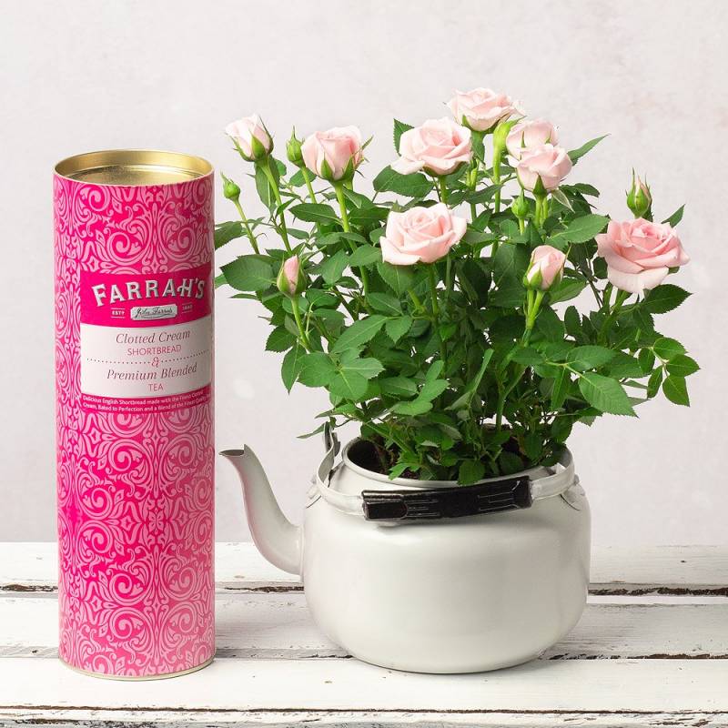 Afternoon Tea Rose Gift
