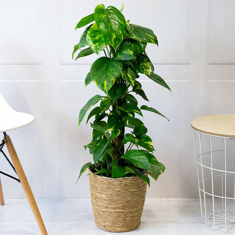 Golden Pothos Plant