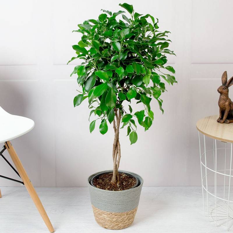 Weeping Fig Tree